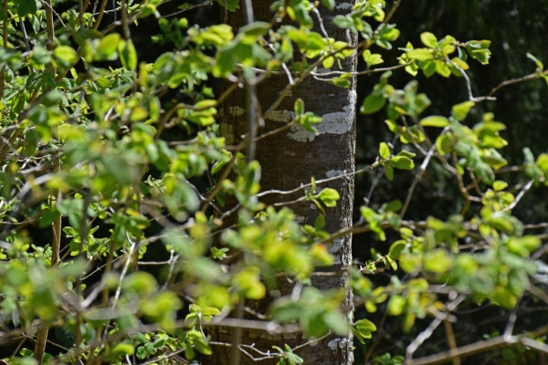 Fr&uuml;hling im Wald