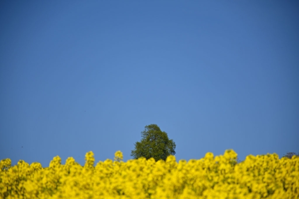 Spring is sprouting